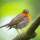 Copdock Mill Wild Bird Seed & Grain Mix 20kg Bag All Year Round High Energy Wild Bird Food 100% Natural Ingredients Including Sunflower Seeds and Peanuts