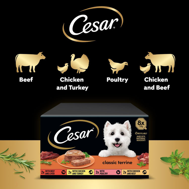Cesar ClassicTerrine Dog Food Wet - Mixed Selection in Jelly, 8x150g (Pack of 3)