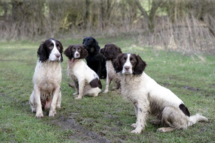 Skinner’s Field & Trial Muesli Mix – Complete Dry Adult Dog Food, For Fussy Eaters, Mixed Kibble for Variety, 15kg