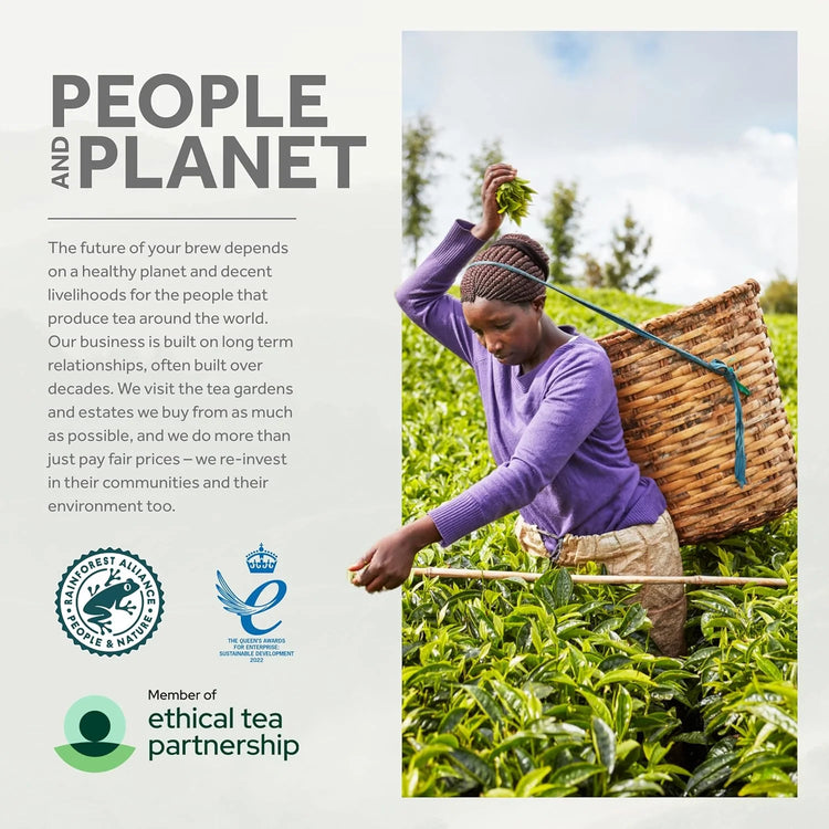 Yorkshire Tea Gold, 6 Boxes of 160 Tea Bags (Total 960 Bags)